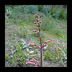 penstemon parryi